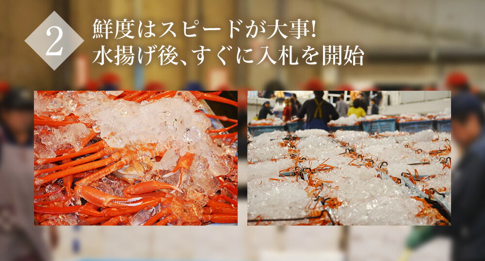 紅ずわい蟹< 冷蔵 >鳥取県境港産ボイル紅ずわい蟹 A級3尾~5尾SET