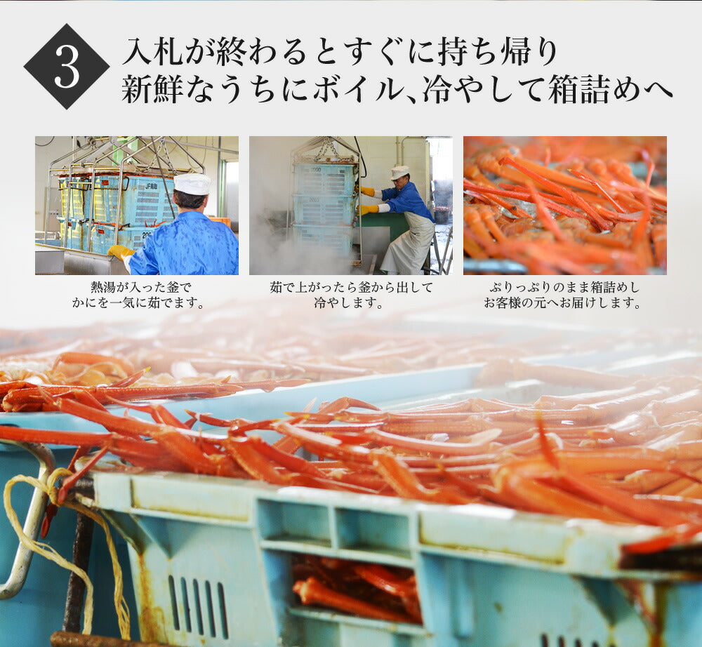 紅ずわい蟹< 冷蔵 >鳥取県境港産ボイル紅ずわい蟹 A級3尾~5尾SET